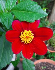 red flower