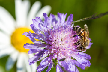 Insekten