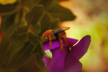 bee on flower