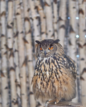 Owls in Zoo Gerolstein. High quality photo