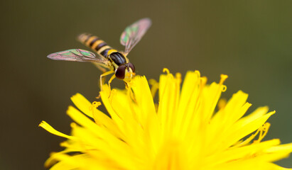 Natur
