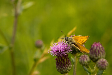 Falter / Schmetterling auf einer Distel , Distelblüte