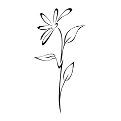 Fototapeta na wymiar ornament 1225. one stylized blooming flower on a stem with three leaves in black lines on a white background