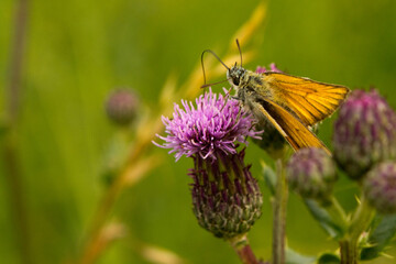 Falter / Schmetterling auf einer Distel , Distelblüte