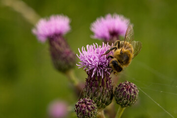 Makroaufnahme , Makrofotografie einer Biene auf einer Blume