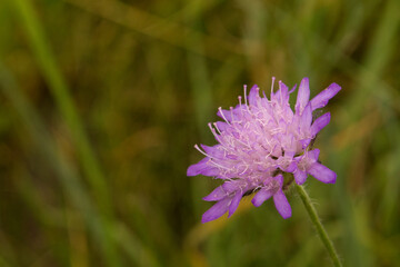 Makroaufnahme , Makrofotografie einer Blume 