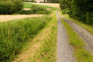 Obraz premium Ein Waldweg im Sommer , Fotografiert in Deutschland Bayern