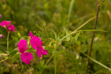 Makroaufnahme , Makrofotografie einer Blume 