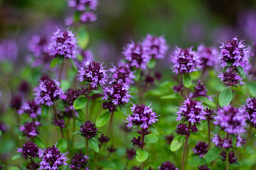 Natural blurred background of garden flowers lilac shades.