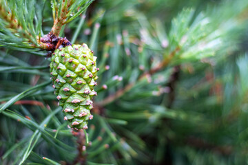 Young green cones on the branches of coniferous wood.