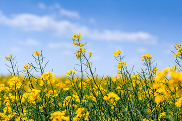 field of yellow flowers