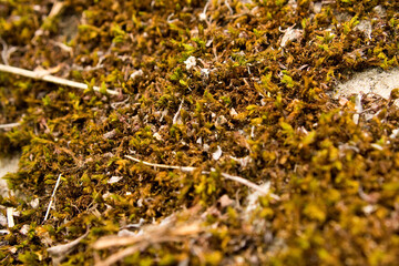 Macro Fotografie von Moos auf dem Waldboden