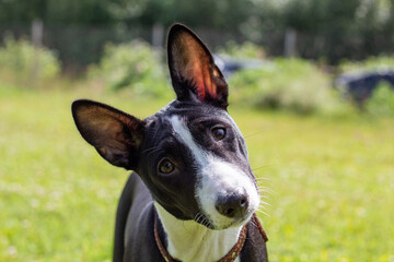 Black and white basseng puppy against the background of green grass, head tilted sideways.