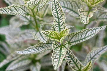 Decorative garden plants, light leaf with green veins, Natural blurred background.