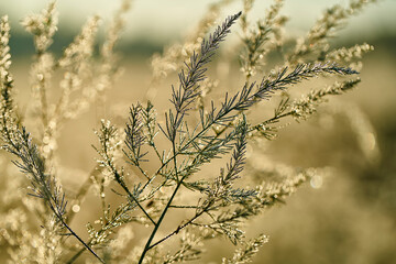 Natur
