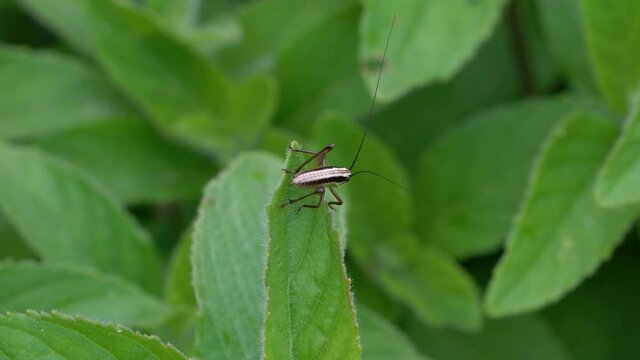 Grasshopper on leaf of Wild Mint - (4K)