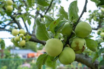 Weisser Klarapfel an einem Apfelbaum
