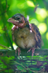 A fledgling Northern Cardinal chick bird standing by the nest