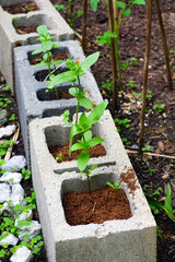 Flower seedlings planted in hollow concrete blocks