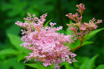 Pink flower cluster of Queen of the Prairie plant (Filipendula Rubra)
