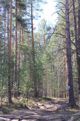 Obraz premium природа