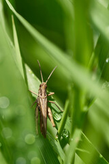 Natur
