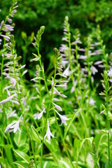 White and blue flowers of variegated green hosta plant