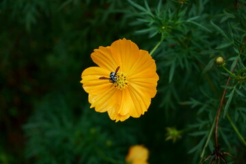 Neon cuckoo bee aka Thyreus nitidulus drinking nectar from a yellow cosmos flower