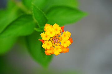 Yellow, orange and pink lantana flowers growing in the garden