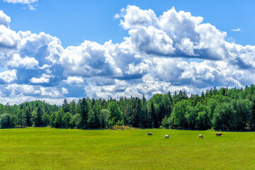 Fototapeta premium Some cows grazing grass on a large field