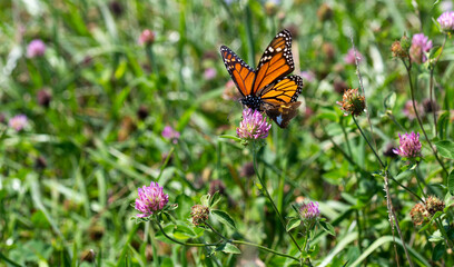 butterfly on a flower