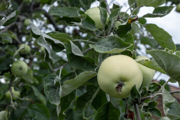 Weisser Klarapfel an einem Apfelbaum