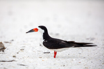 Black Skimmer