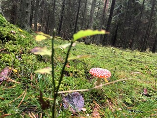 mushroom in the forest © Patryk