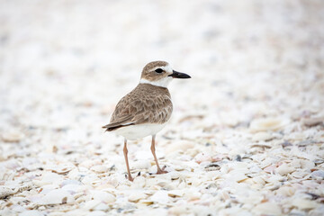 Wilson's Plover at the Beach
