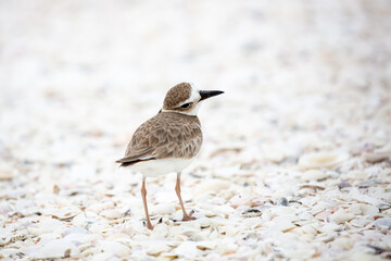 Curious Wilson's Plover
