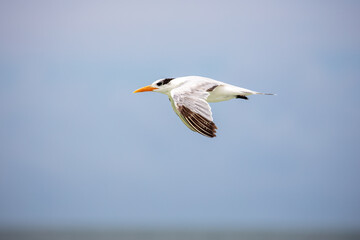 Fototapeta na wymiar Royal Tern in Flight
