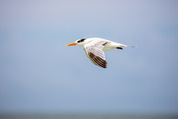 Royal Tern in Flight