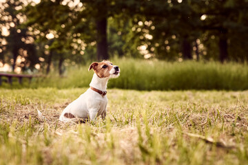 Portrait of jack russell terrier dog outside
