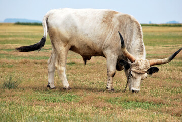 Ox grazes at countryside