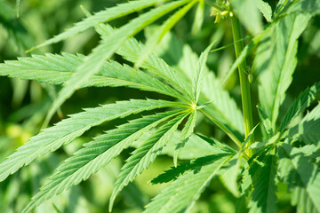 green leaves of wild hemp closeup, selective focus