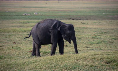 Fototapeta premium baby elephant in wild