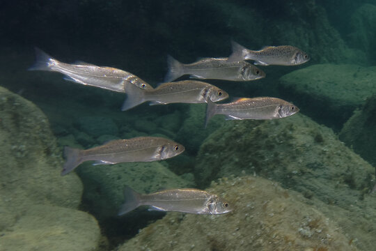 A school of juvenile Bass (Dicentrarchus labrax) in Mediterranean Sea
