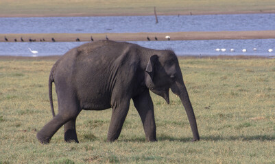single elephant