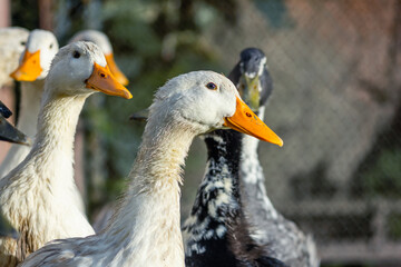 Flock of domestic ducks close up
