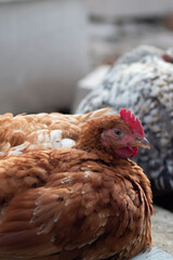 Red chicken lies and basks in the sun