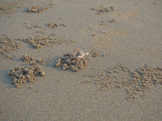 a sand crab runs along a sandy beach and digs holes