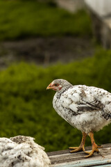 Spotted chicken on a green blurred background