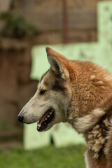 The head of a Siberian husky with his mouth open
