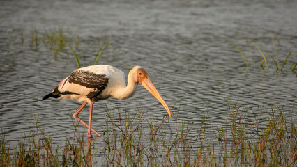 red billed stork